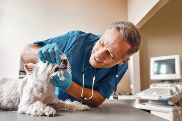 Best Emergency Dental Care for Broken or Chipped Teeth in Omak, WA
